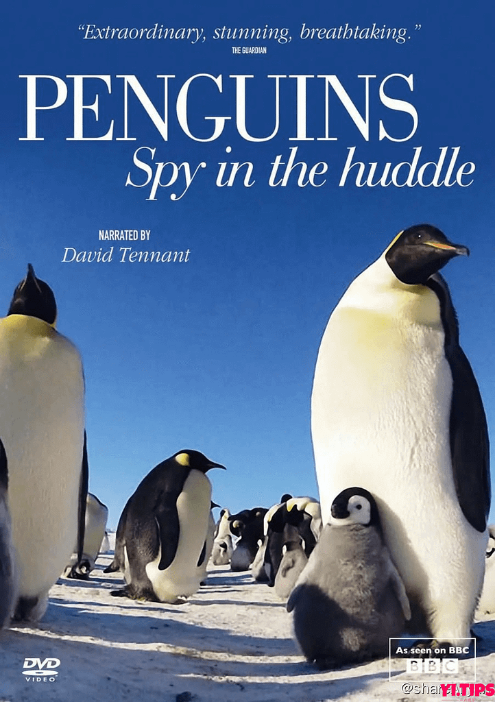 阿里云盘 纪录片 企鹅群里有特务 Penguins: Spy In The Huddle (2013)-Yi.Tips